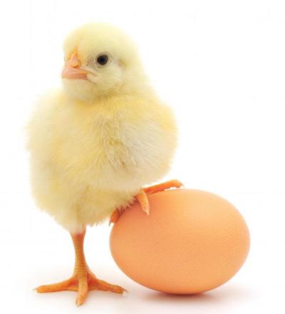 baby-chick-and-an-egg